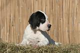 DOGUE ALLEMAND 607
